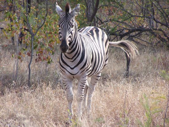 Ok, noch ein Vertreter des "normalen Zeugs", aber ein bildschöner Vertreter seiner Zunft !