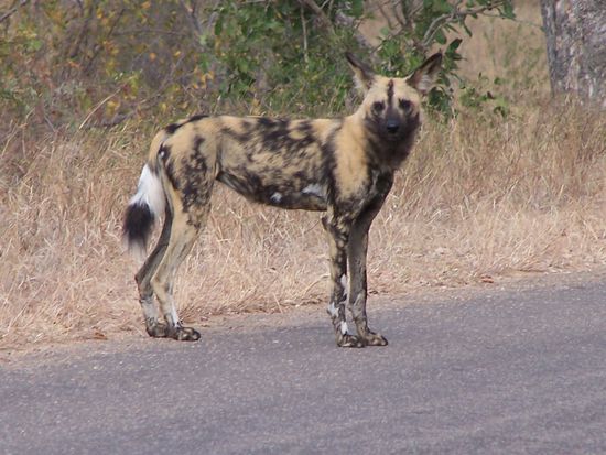 Eindeutig die gewünschte "Zugabe" ! Superselten, ein wild dog ! Was sage ich, einer ???
