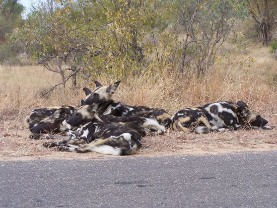 Nein, ein ganzes Rudel !