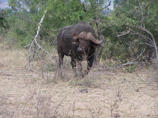 Der erste Repräsentant der Big Five ! Aber ein recht einsamer Büffel...