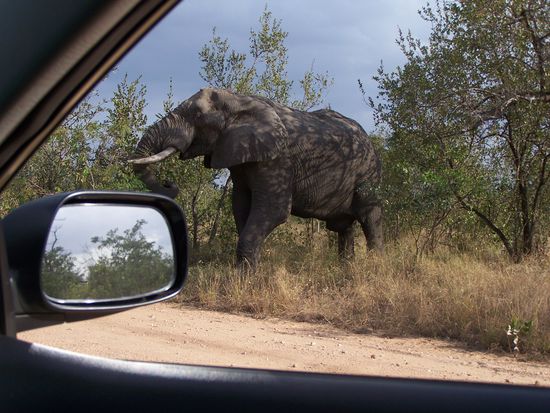 Jaaa, so wollte ich das ! Elli aus nächster Nähe (aber es ging noch näher, nicht mehr heute, aber bald !)
