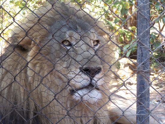 Das ist Big Boy, ein außergewöhnlich großer Löwe. Als er noch ein "Kätzchen" war, hat ein Farmer sich ihn als Haustier gehalten, bis er irgendwann zu groß und zu gefährlich wurde.. Wildnis hat Big Boy nie kennengelernt, er würde dort nicht überleben können.