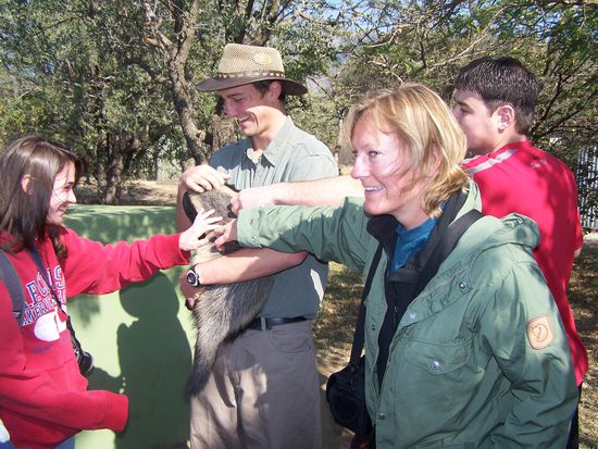 Wir kraulen einen honey-badger (Honigdachs), schon fast vom Aussterben bedroht. Super-intelligente Tiere, die aber soviel Chaos verursachen, daß sie vielfach einfach getötet werden.