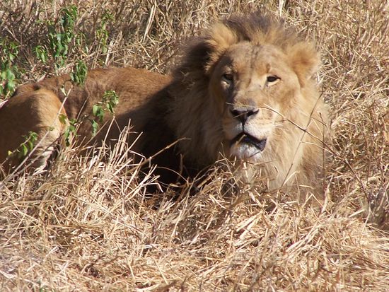 Dieser sehr alte Löwe mußte früher mal sein Leben in einem Zirkus in Mosambik fristen - hier geht es ihm wesentlich besser !