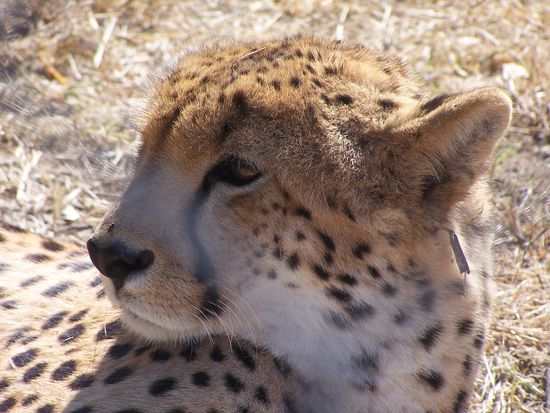 Geparden reißen auf Farmen unheimlich viel Nutzvieh und sind ein wirtschaftliches Problem, sie werden geschossen, wenn nicht Organisationen wie Moholoholo sie abholen.