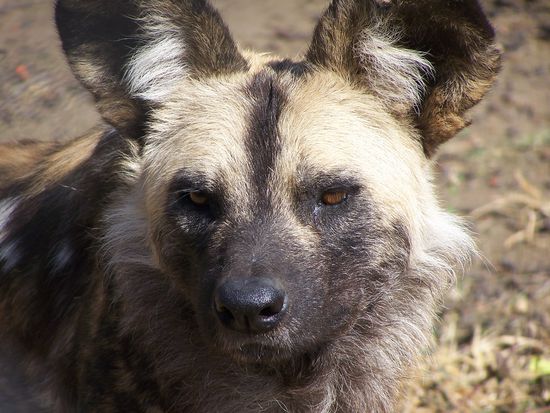 Auch die Wildhunde sind auf Farmen ein wirtschaftlicher Störfaktor, denn sie sind perfekte Jäger und werden aus diesem Grunde ebenfalls abgeschossen.