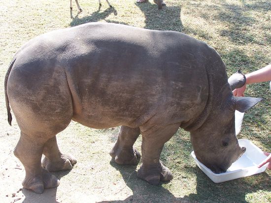 Dieses junge Nashorn ist verwaist aufgefunden worden und hätte in der Wildnis keine Chance gehabt. Weil es gesund und jung ist, gibt es aber eine Chance auf Wiederauswilderung.