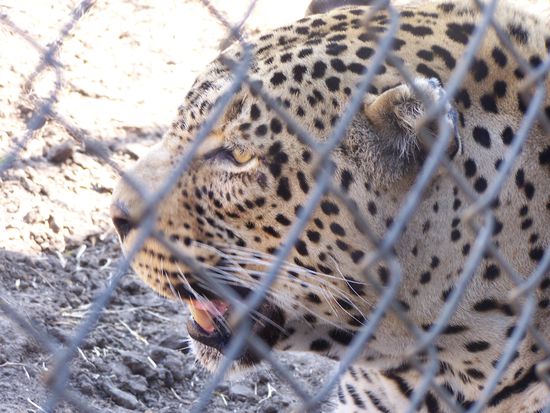 Diese Leopardin wurde ebenfalls mal von einem Verrückten als Haustier aufgezogen und entwickelte sich (natürlich) vom süßen Kätzchen in ein gefährliches Raubtier. Daher ist sie hier und hat keine Chance in der freien Wildbahn.