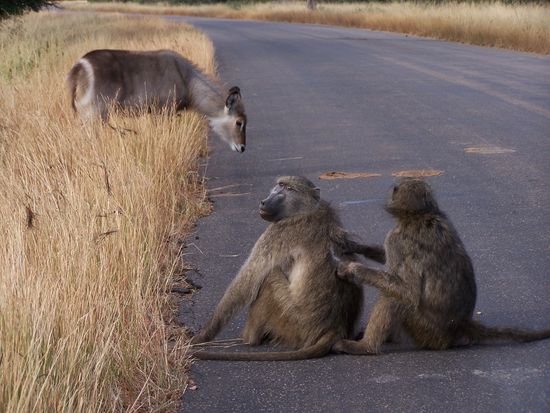 Lausende Paviane + elipse antelope (Buschbock)