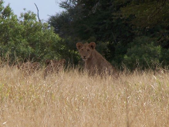 Sie waren weit weg, aber es waren die gewünschten Löwen, und zwar 5.