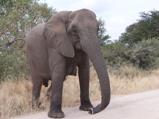 Einer von vielen Elefanten heute.