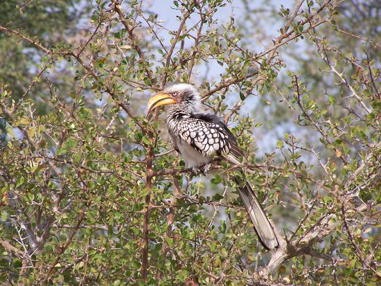 Auch die Vogelwelt ist beeindruckend !