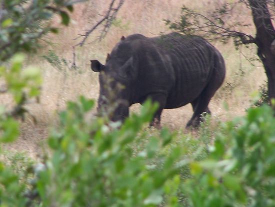 Etwas verwackelt, aber es waren 2 Nashörner, die Versteck spielten.