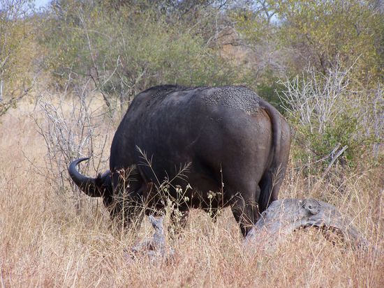 Nr. 4 der Big Five gemäß Wunschzettel, das klappte doch super !