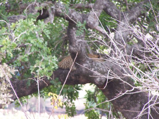 Der Leopard im Baum ! Ich hatte es geschafft !