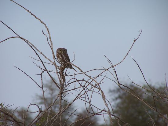Eule - ich bin nicht ornithologisch interessiert - deswegen kenne ich den genauen Namen nicht.