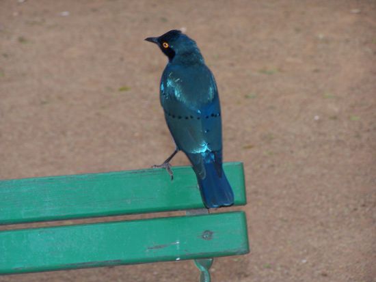 Eine Art Star - denke ich - grünblau schillernd