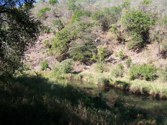 Blick in den Busch und auf den Fluß von unserer Terrasse.