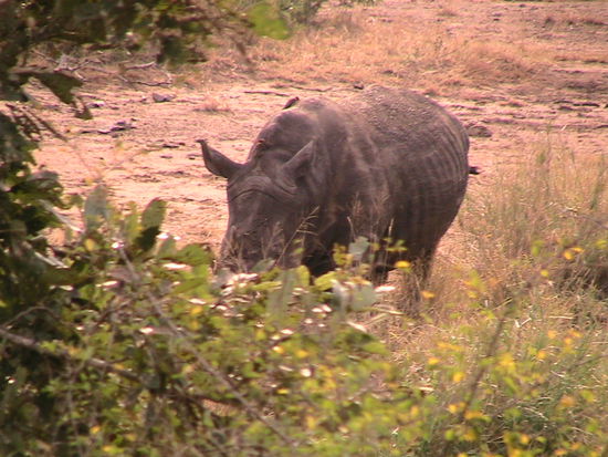 Es wußte leider nicht, zu "modeln" !