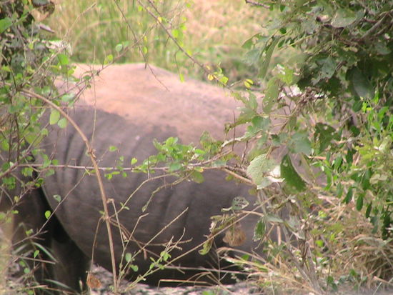 Eigentlich gut getarnt - hätte auch als Fels durchgehen können !