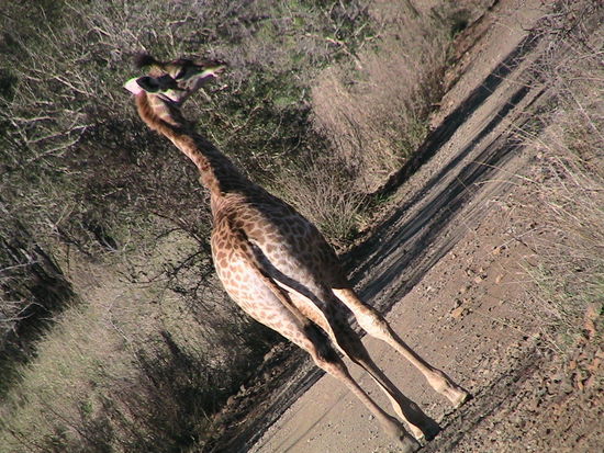 z.B. eine echt schräge Teenie-Giraffe..