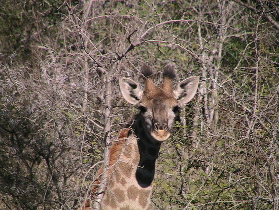Ja, wir sind´s nur, keine Panik !