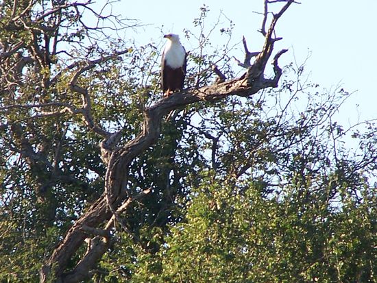 Einer der tollsten Vögel Afrikas: African fish eagle