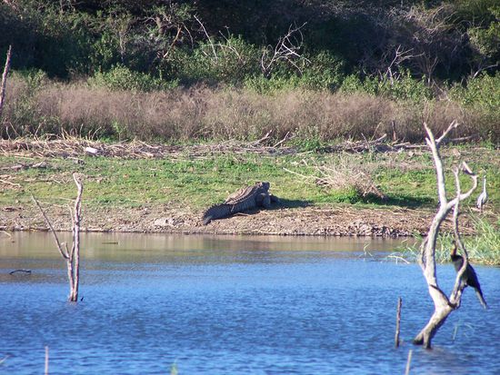 Ein Krokodil - herangezoomt bis zum gehtnichtmehr...