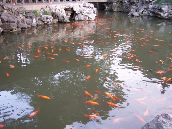 Goldfische bringen Glück und gehören in jeden chinesischen Garten - auch in den Yu Garten