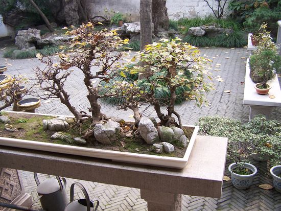 Bonsais, da legen die Chinesen wert drauf, sind keine japanische Erfindung !