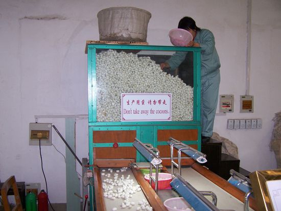 Sortieren der Kokons