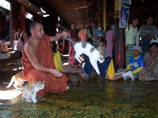 Kaum ein Tier ist so schwierig zu dressieren, wie eine Katze ! Die Mönche dieses Klosters haben´s geschafft !