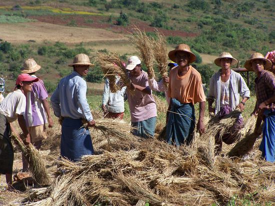Auf dem Weg nach Heho - Erntearbeiter