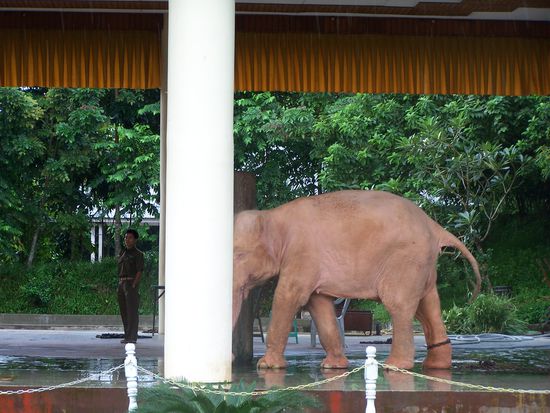 Die Tatsache, daß er heilig ist, verschafft ihm nicht gerade ein elefantenwürdiges Leben, eher im Gegenteil. Ich fand es schlimm, wie die Tiere dort gehalten werden.