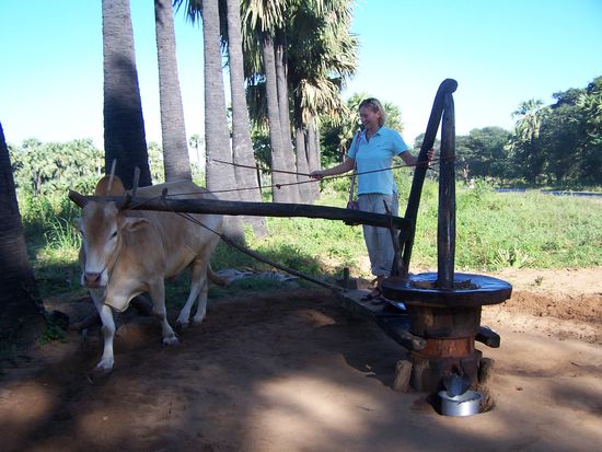Die arme Kuh und ich drehten eine Runde - ich muss ja immer alles ausprobieren.