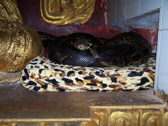 Kobra ganz bequem auf Kissen gebettet.