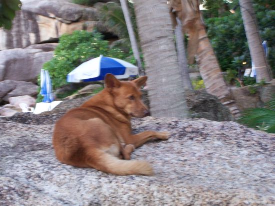 Mein neuer Freund...