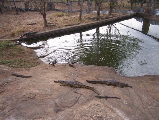Das Handtaschen-Becken