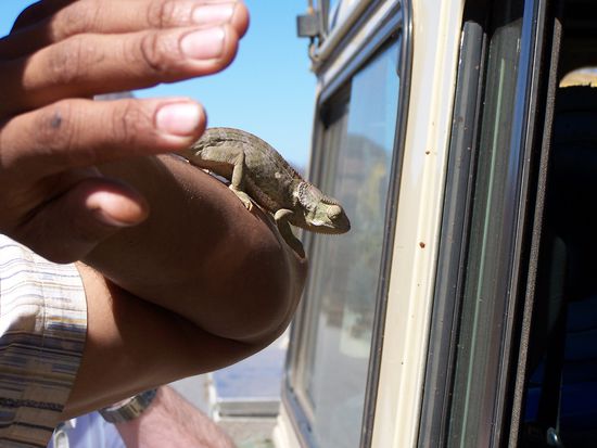 Spielen mit einem Chamaeleon