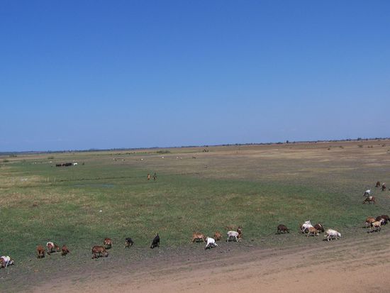 Ziegen - das Vieh der Armen