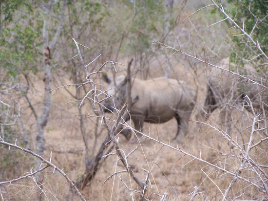 Nashörner - Mutter und Kind - ganz nah !