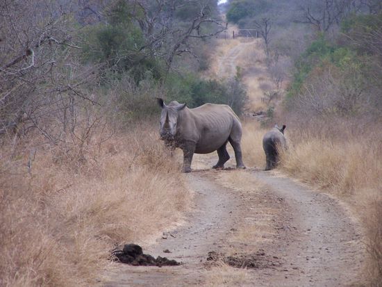 Wir standen bewegungslos und mucksmäuschenstill da ! Und zwar ziemlich lange, bis die Nashörner abdrehten und es sicher war, weiter zu gehen.