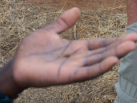 Es gibt nicht nur die Big Five, sondern auch die Small Five !