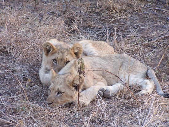 Wie gefährliche Räuber sehen d i e (noch) nicht aus !