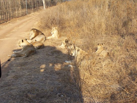 Man sieht, wie nah das Rudel war !