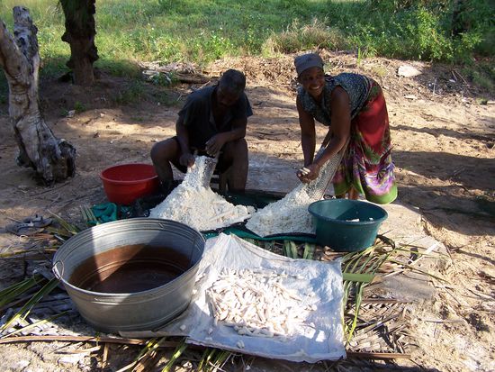 Man macht Cassava