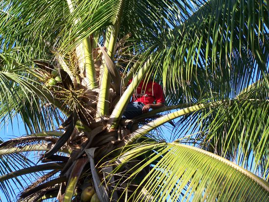 E. in der Kokospalme
