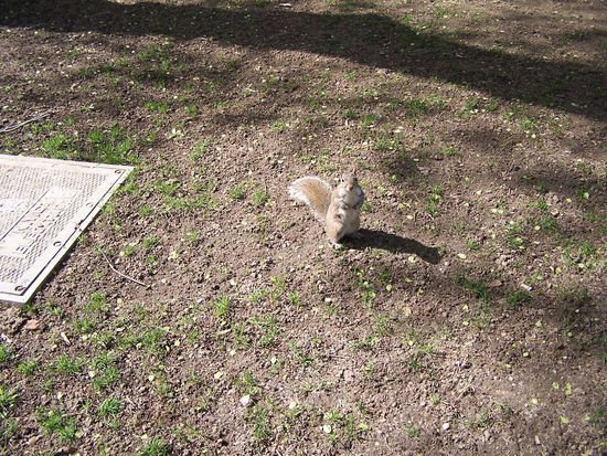 Eichhörnchen gibt´s hier in Massen und sie sind sehr zahm