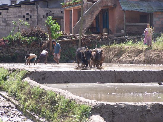 ...sehen Reisfelder, wobei gerade gepflügt wird und die Setzlinge eingebracht werden...