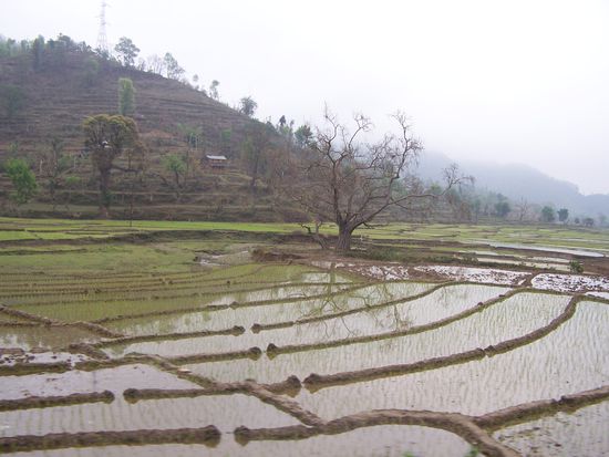 Reisfelder links und rechts